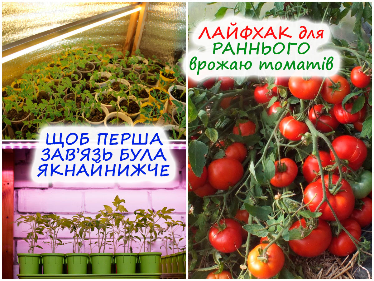 Ранній урожай томатів