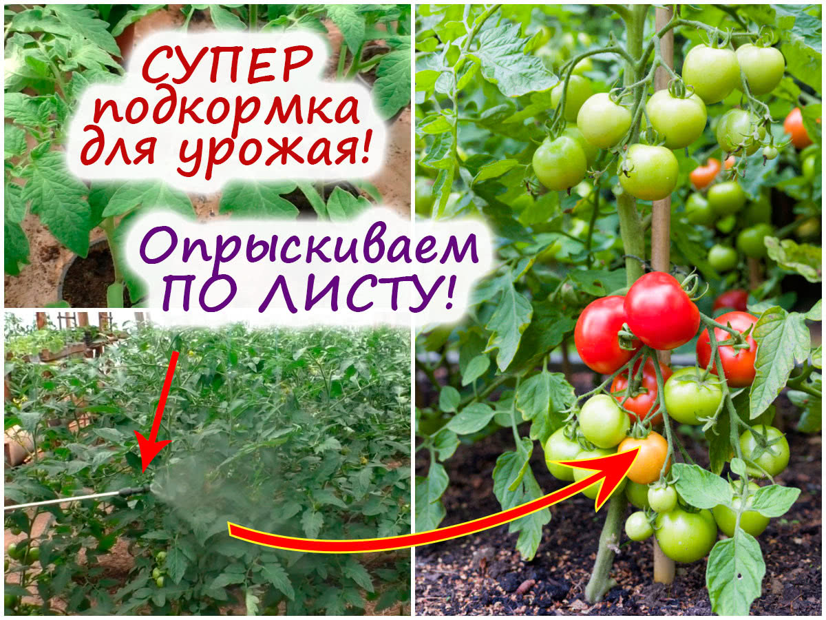 листовая подкормка томатов