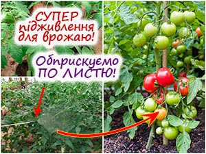 Підживлення томатів по листю