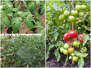 Підживлення томатів по листю