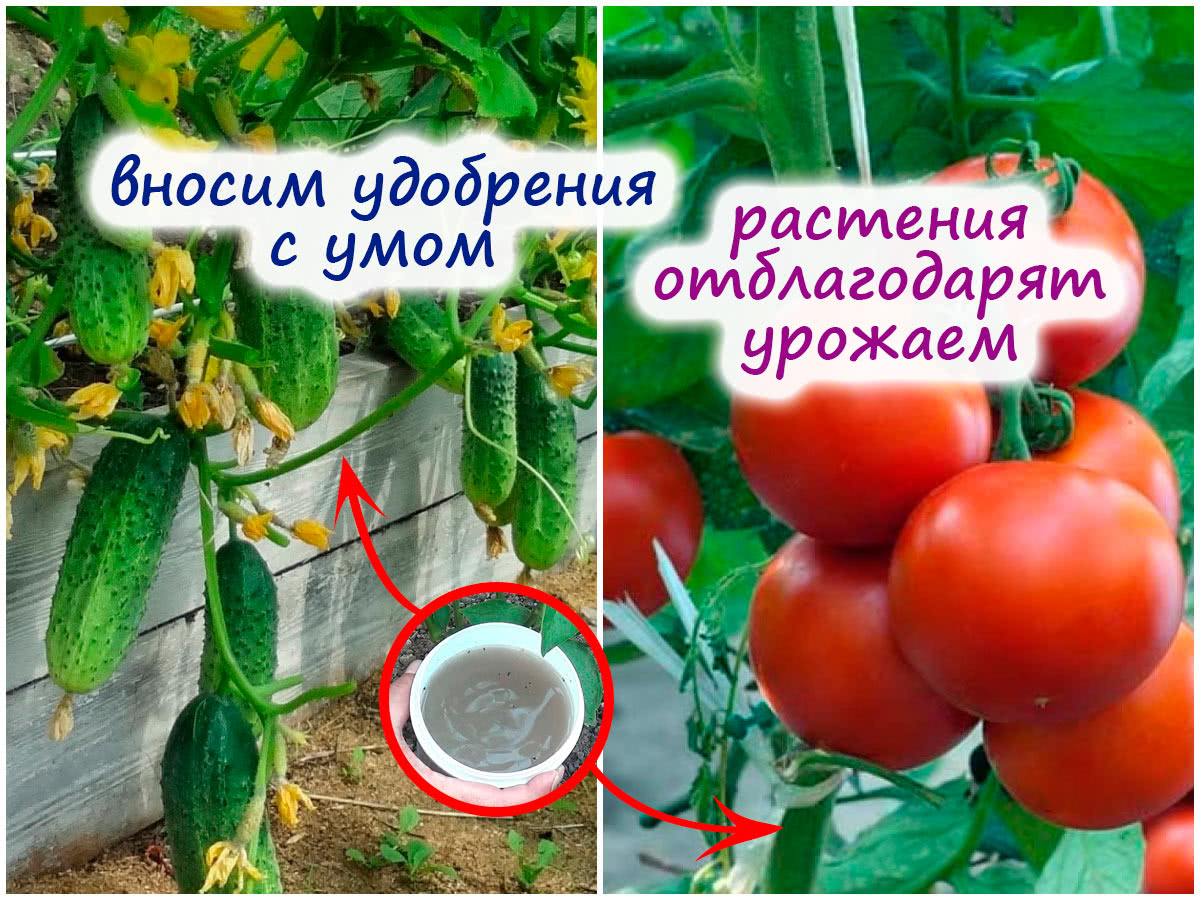 Подкормка томатов и огурцов