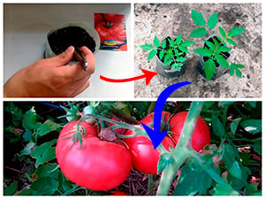 Выращивание томатов от А до Я