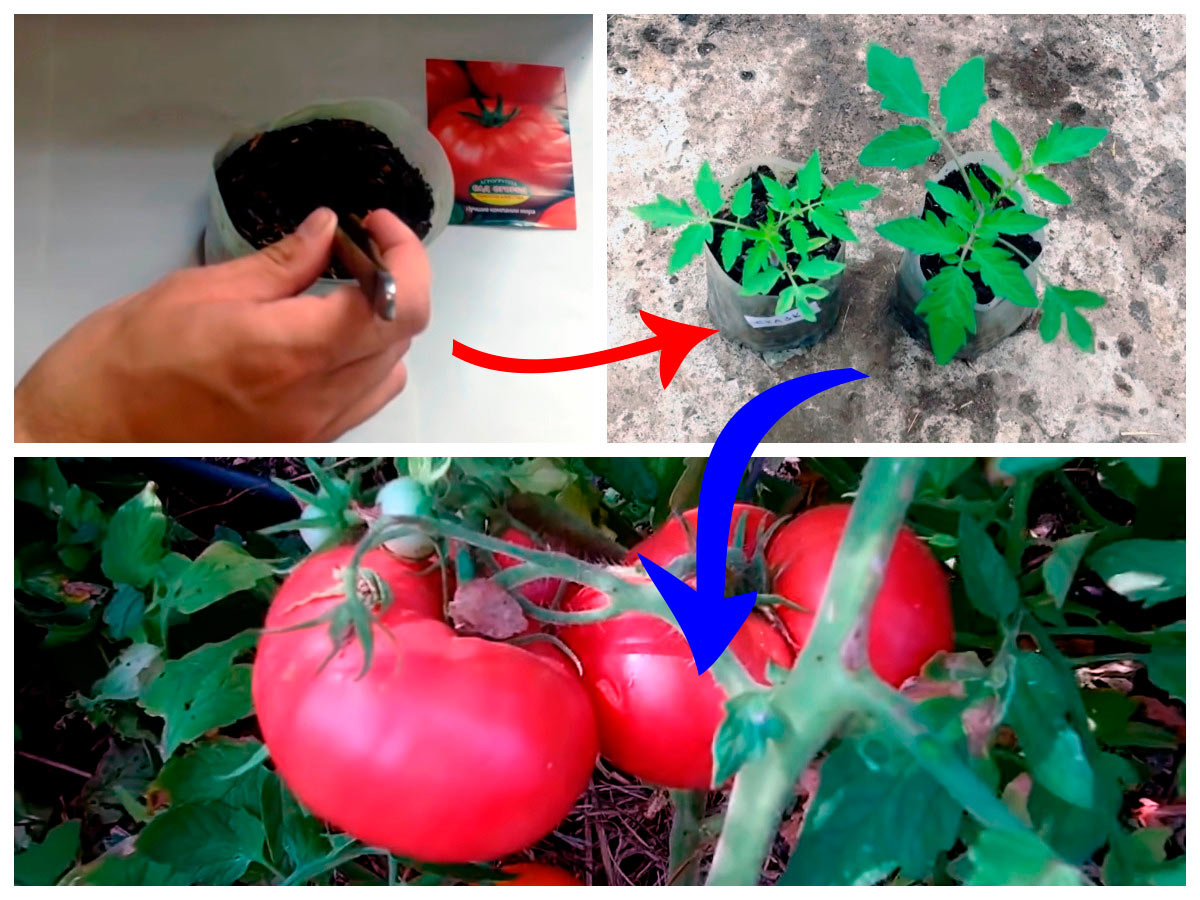 Выращивание томатов от А до Я