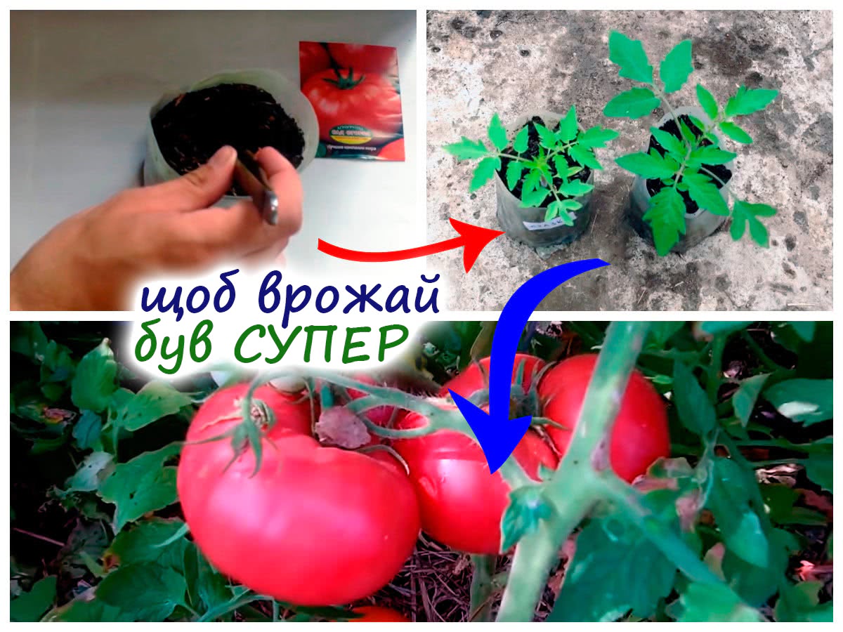 Вирощування томатів від А до Я