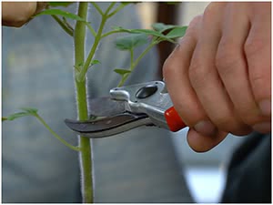 Що робити з перерослою розсадою томатів
