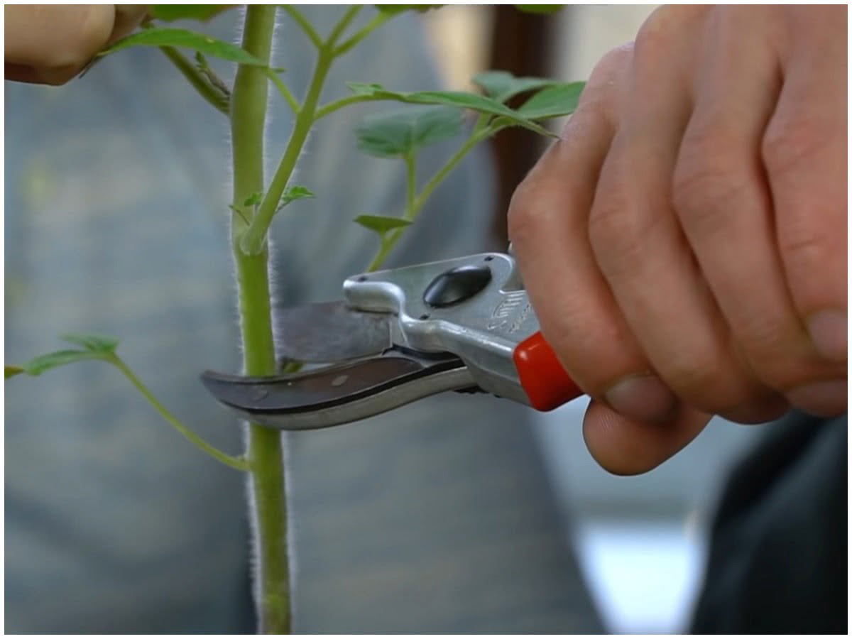Что делать с переросшой рассадой томатов