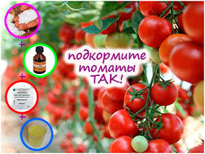 Суперподкормка томатов из 4 компонентов