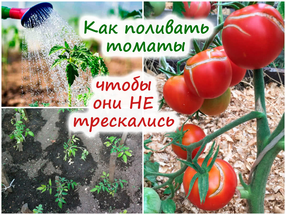 Полив томатов в грунте