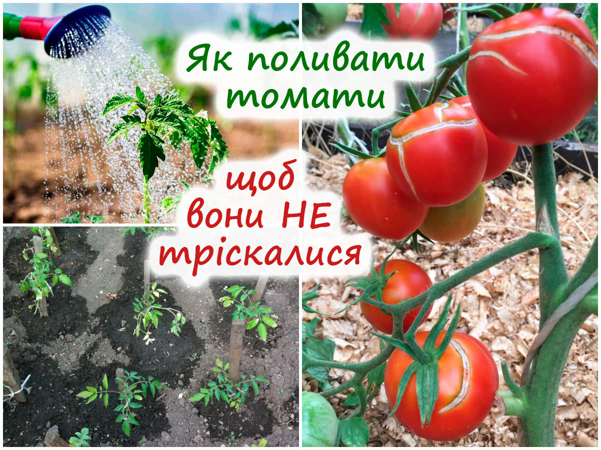 Полив томатів у ґрунті