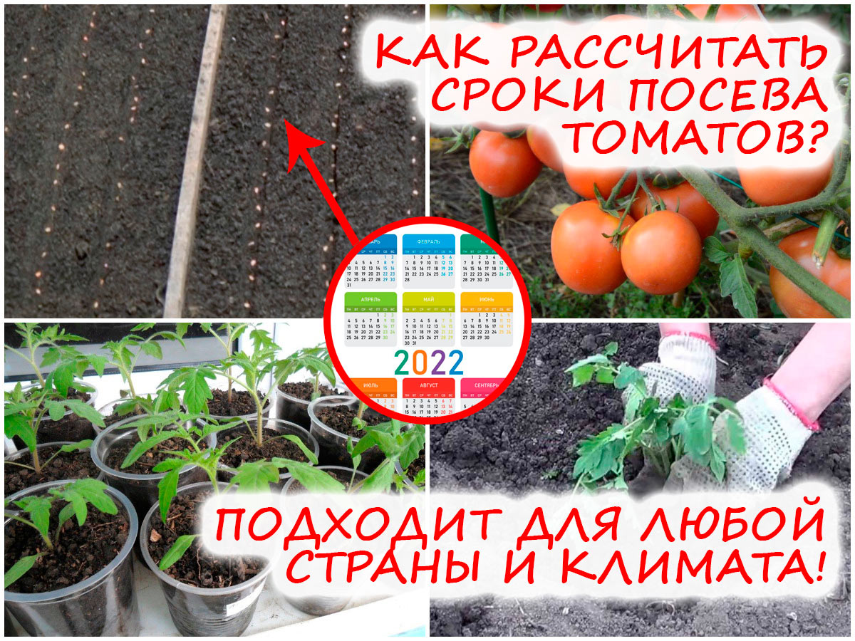 Определяем сроки посева томатов на рассаду
