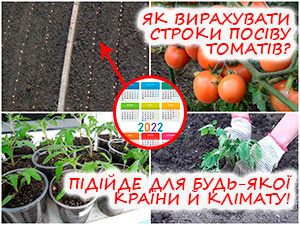 Визначаємо терміни посіву томатів на розсаду