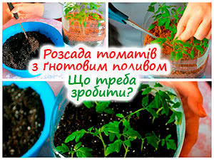 Як підсипати ґрунт до розсади томатів