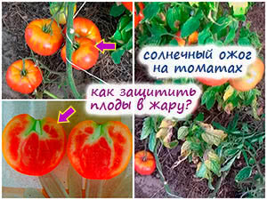 Солнечный ожог на томатах
