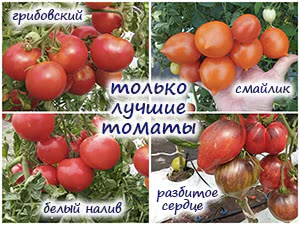 Вкусные сорта томатов