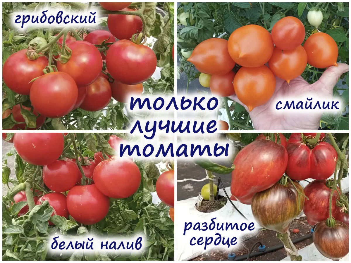 Вкусные сорта томатов