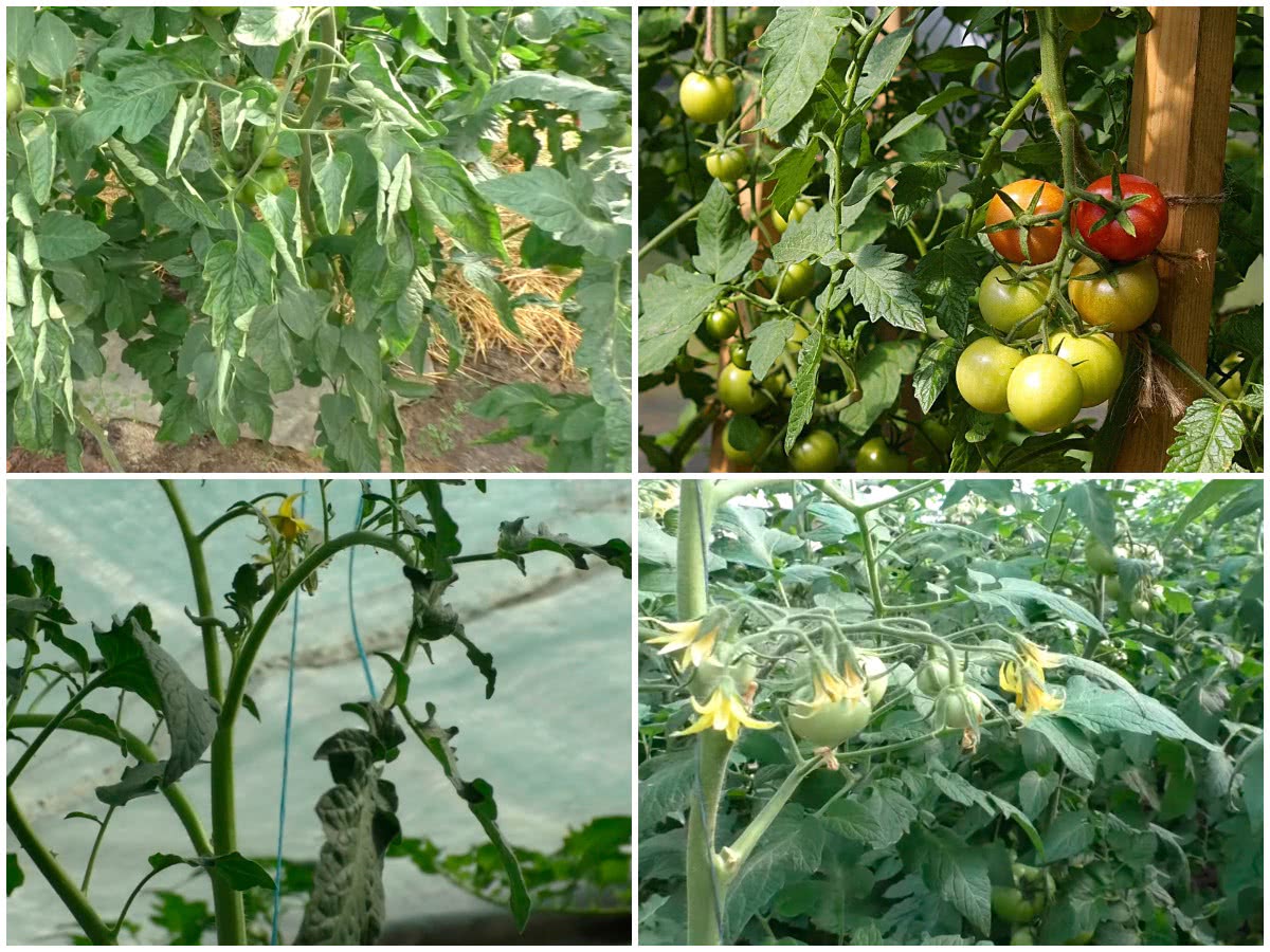 Удаляем листья на томатах