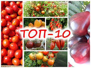 ТОП-10 сортов томатов