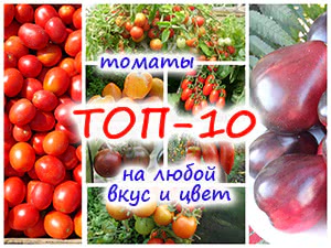 ТОП-10 сортов томатов