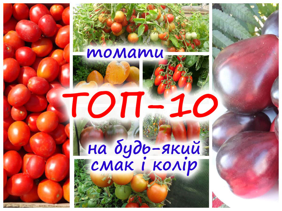 ТОП-10 сортів томатів