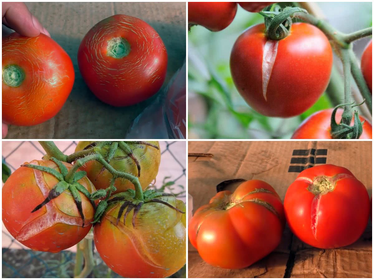 Плоды томатов трескаются