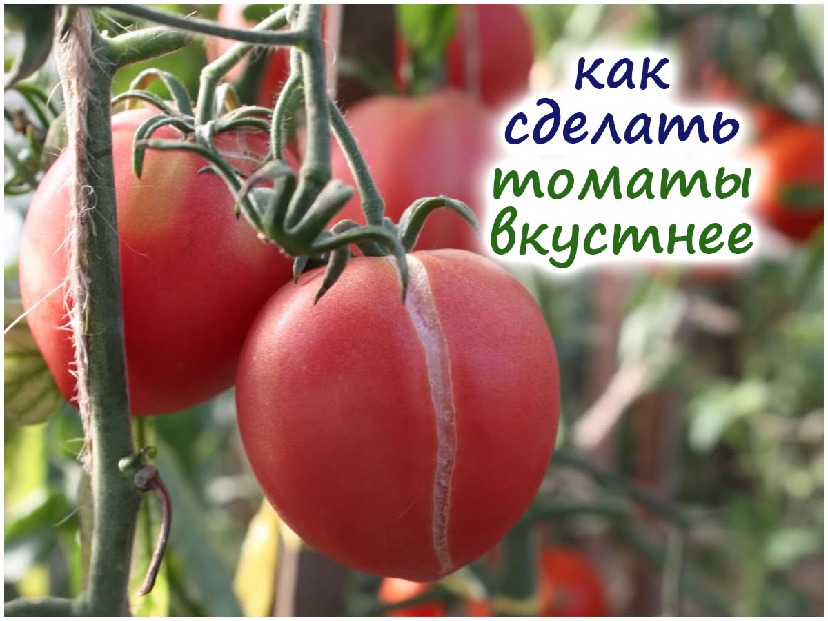 Как улучшить вкус томатов
