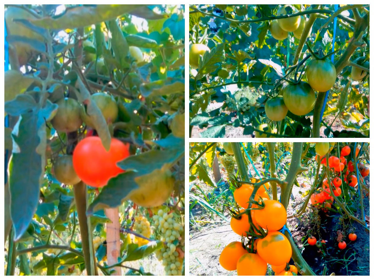 Спеющие томаты на кусте