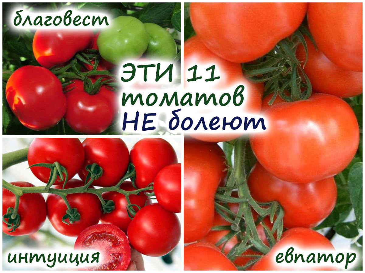 Устойчивые к болезням томаты – 11 гибридов и сортов, которые не боятсяплохой погоды и хворей!