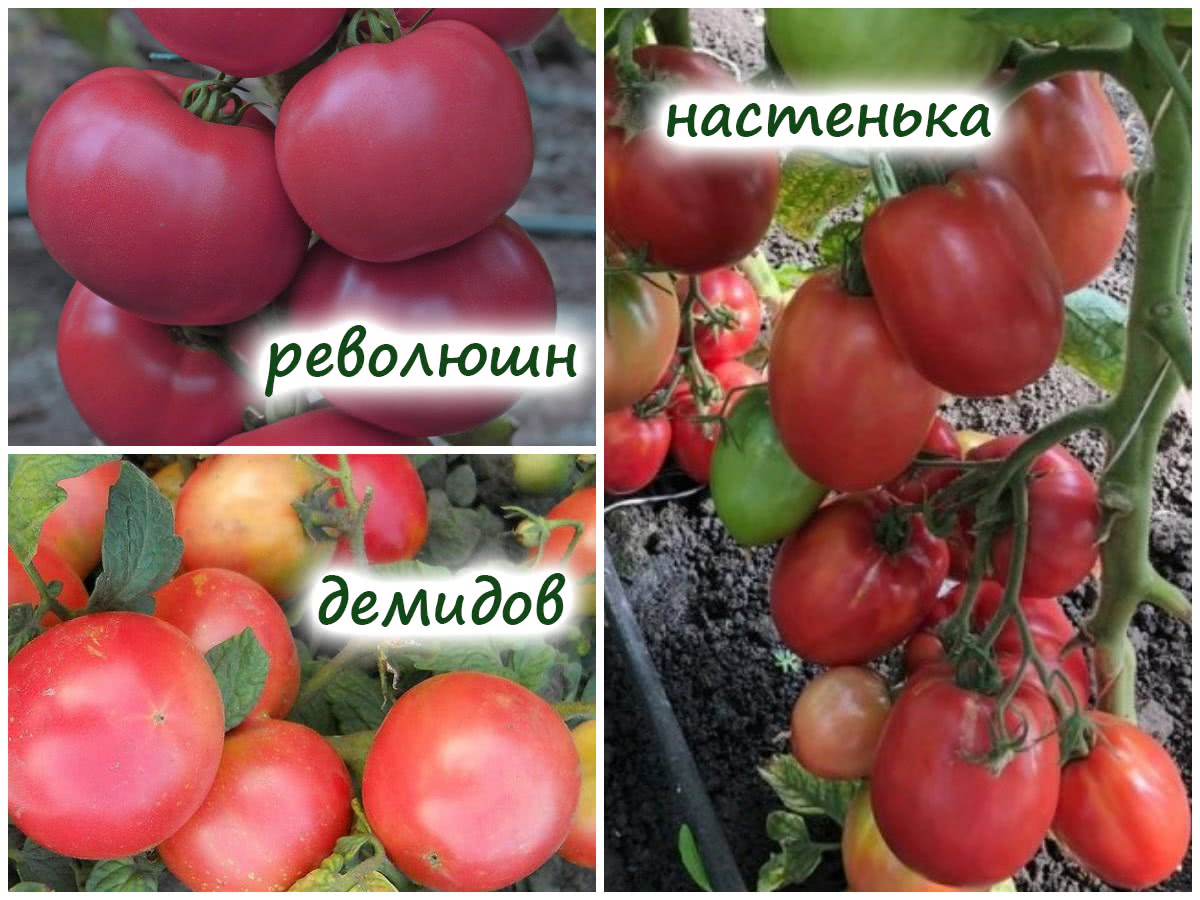 Выносливые сорта помидоров