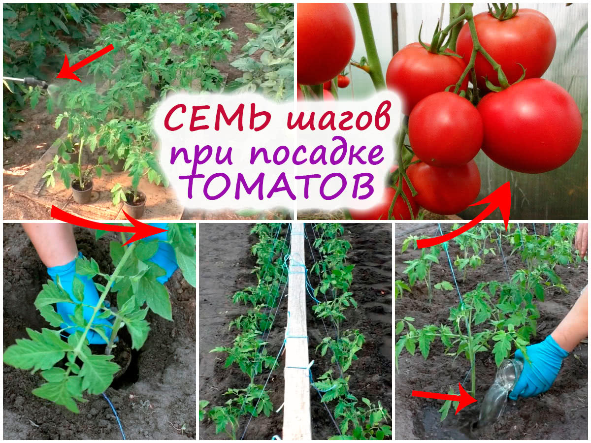 Уход за томатами в грунте