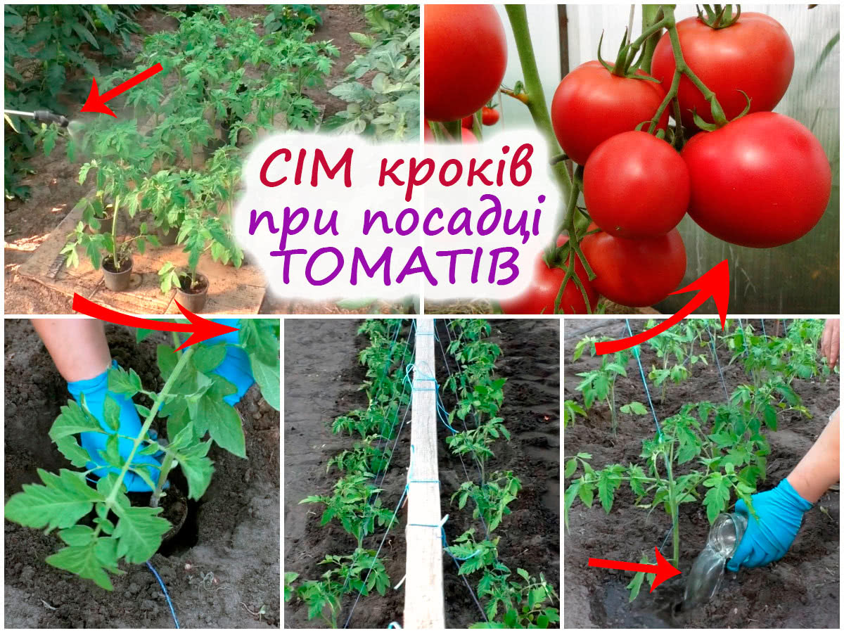 Догляд за томатами у ґрунті