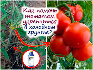 Как помочь томатам в холодом грунте