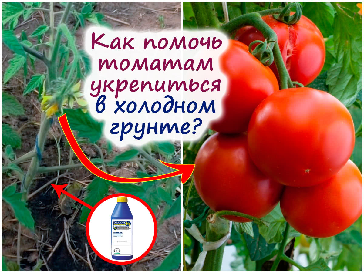 Как помочь томатам в холодом грунте