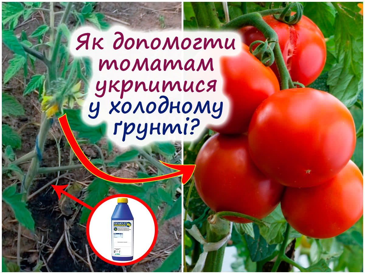 Як допомогти томатам у холодному ґрунті