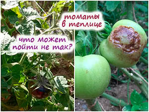 Проблемы при выращивании томатов в теплице
