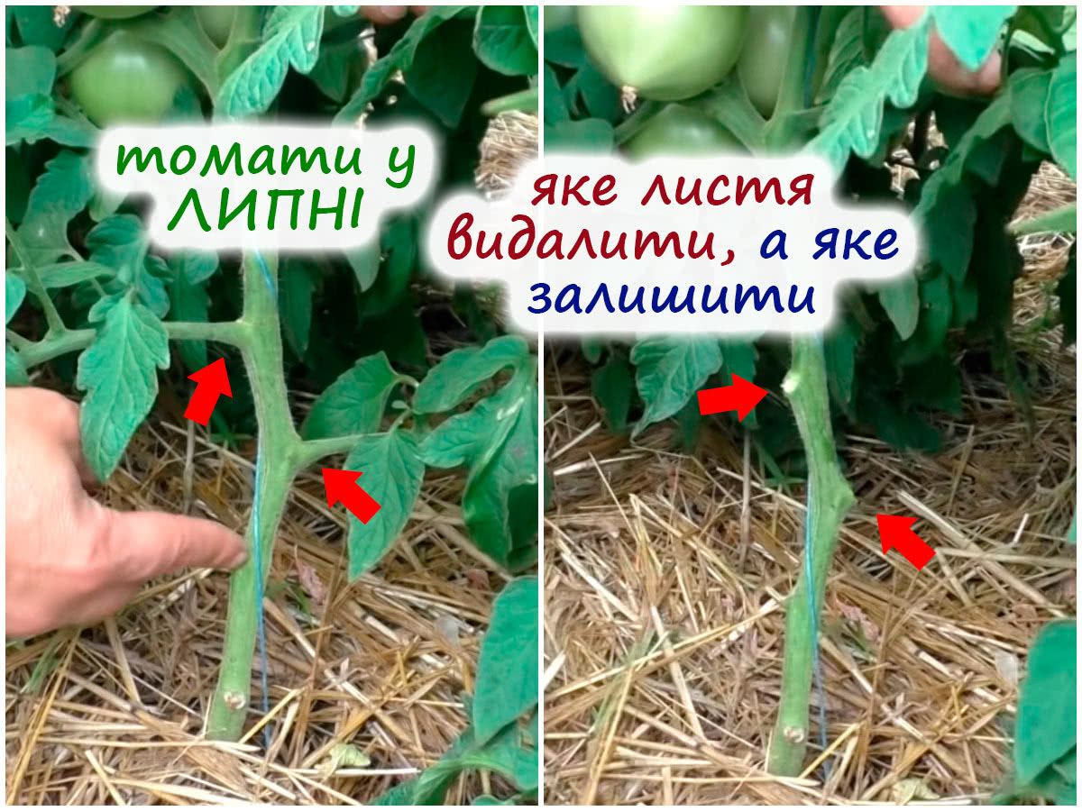 Видалення нижнього листя на томатах