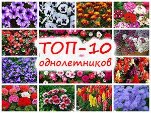 ТОП-10 садовых однолетников