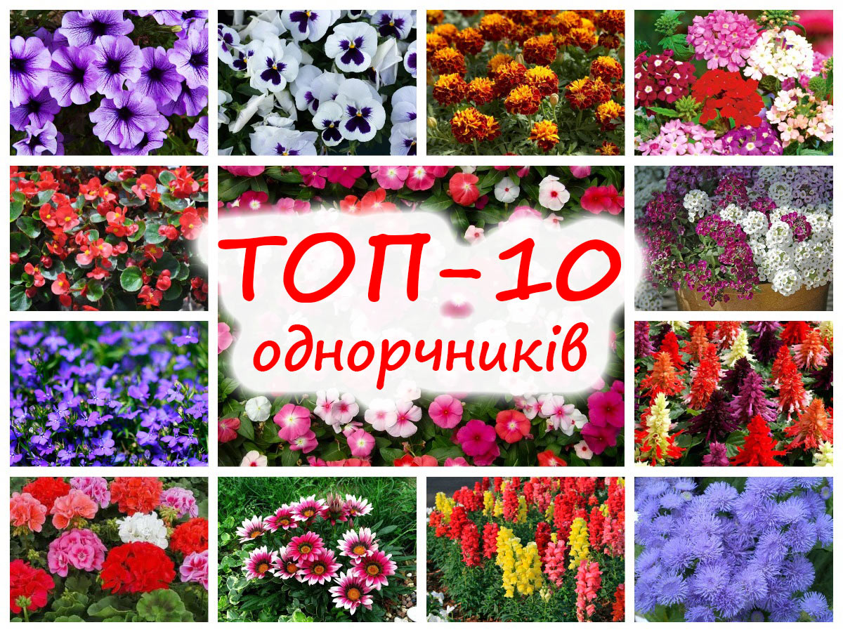 ТОП-10 садових однорічників