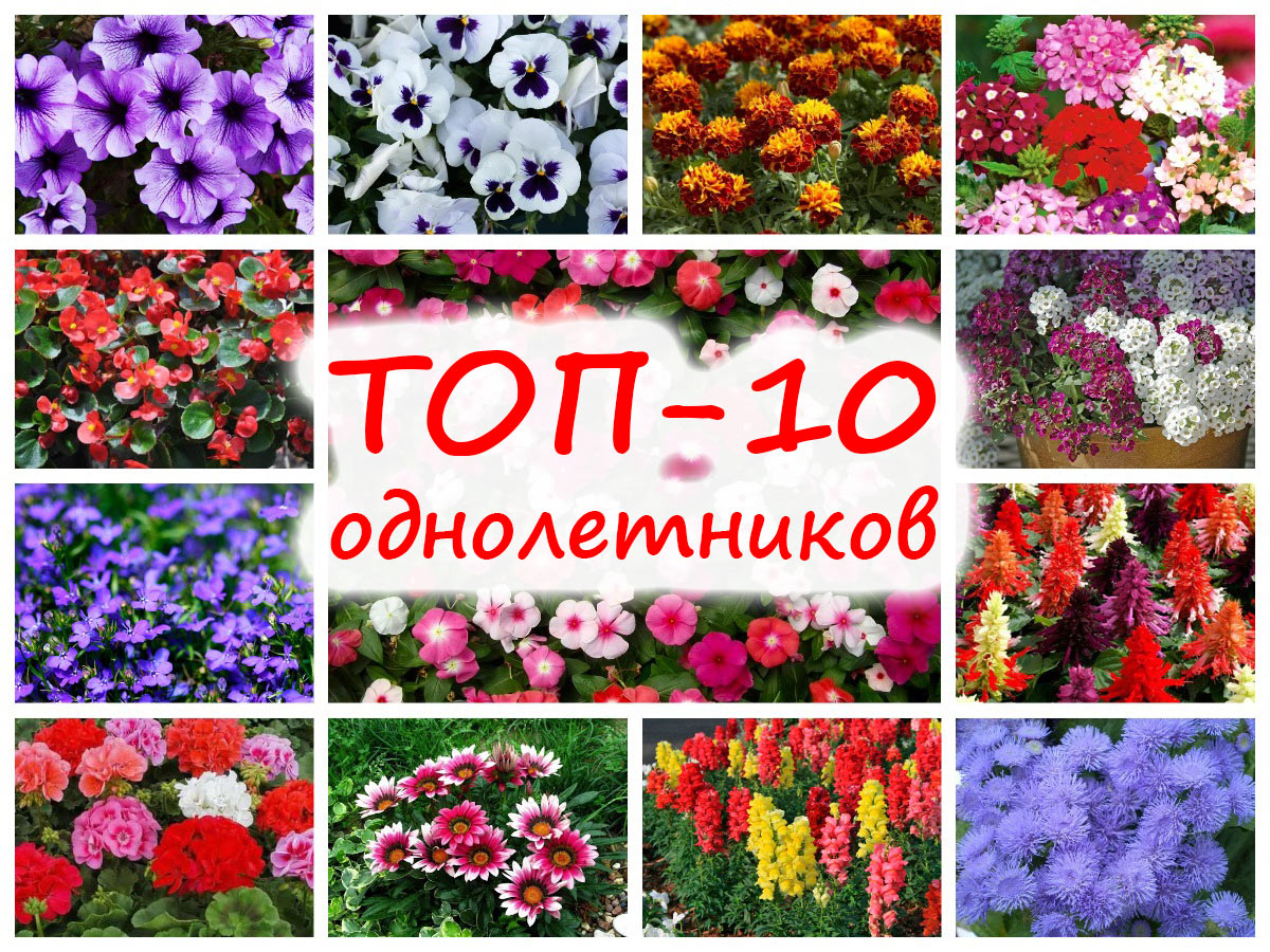 ТОП-10 садовых однолетников