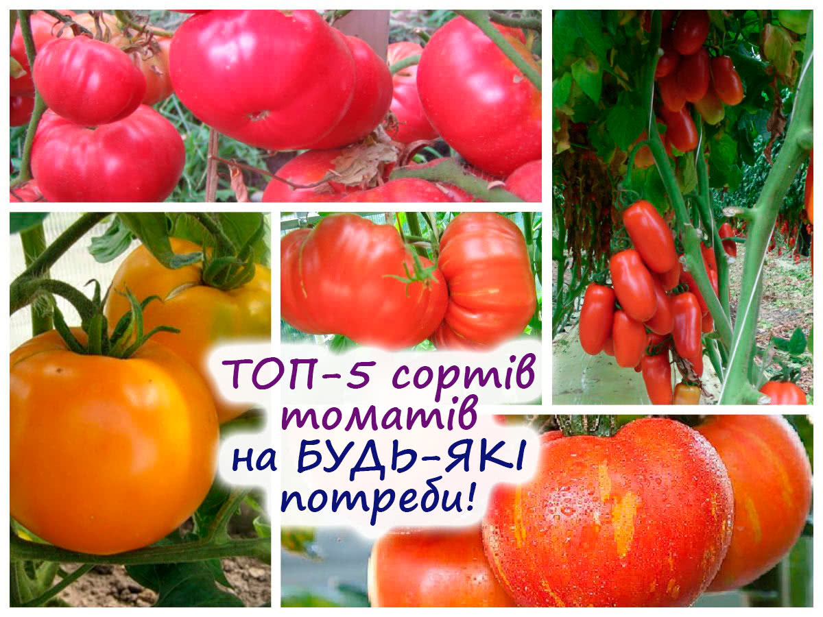 Найкращі сорти томатів