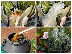 Выращивание цветной капусты