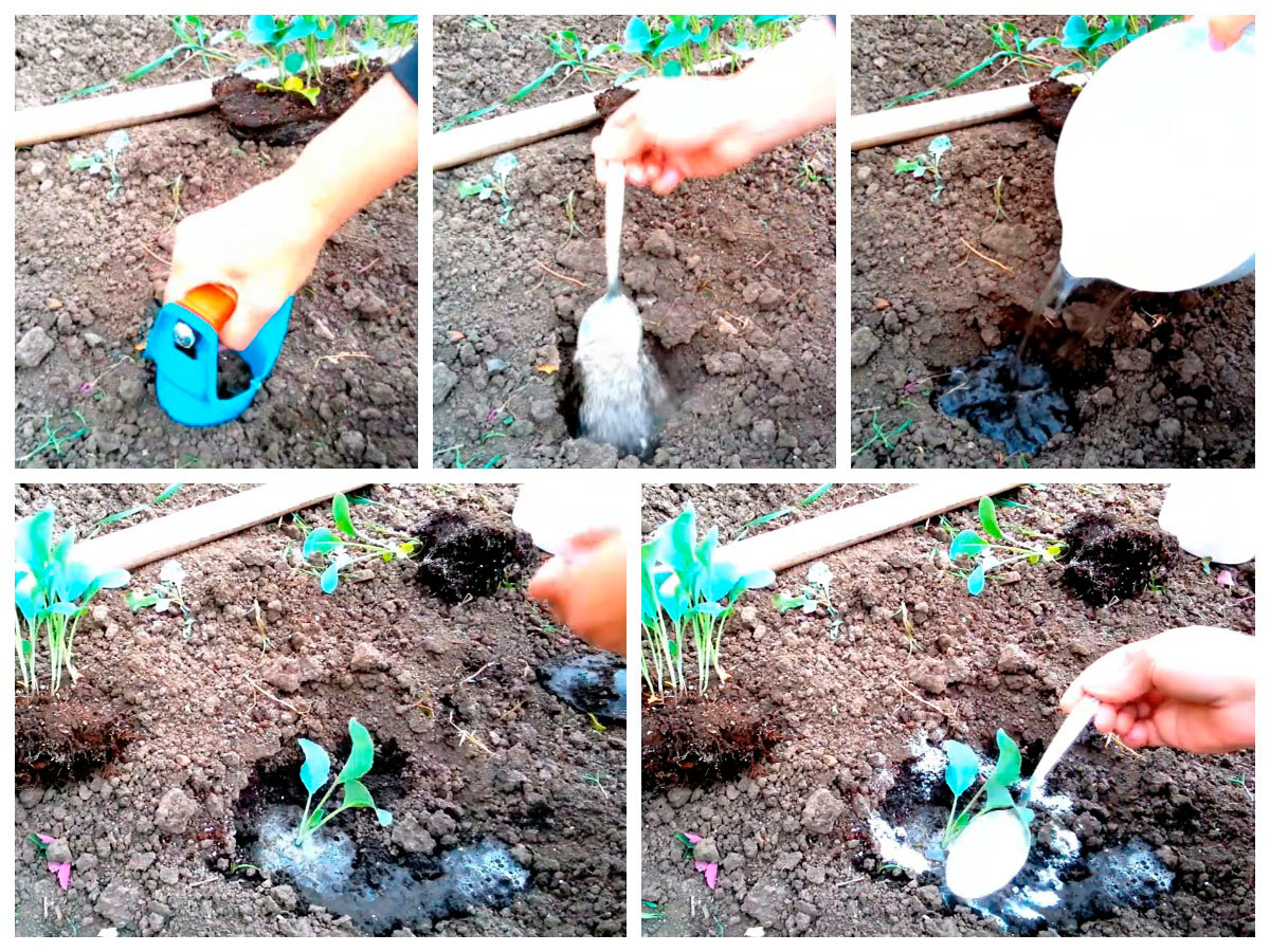 Висадження розсади цвітної капусти у відкритий ґрунт.