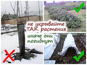 Укрытие растений на зиму