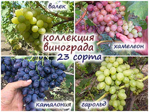 Сорта винограда для беседки и для вина
