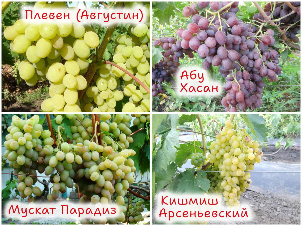 4 сорта винограда
