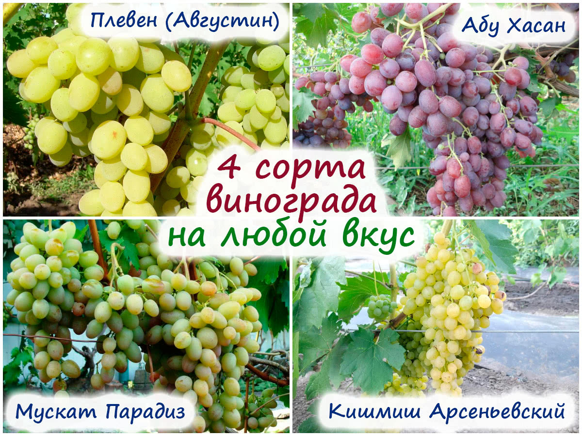 4 сорта винограда