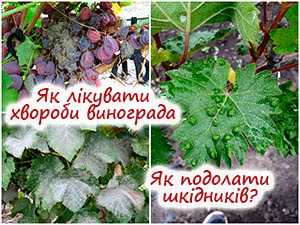 Хвороби та шкідники винограду
