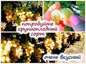 Виноград сорта Флора
