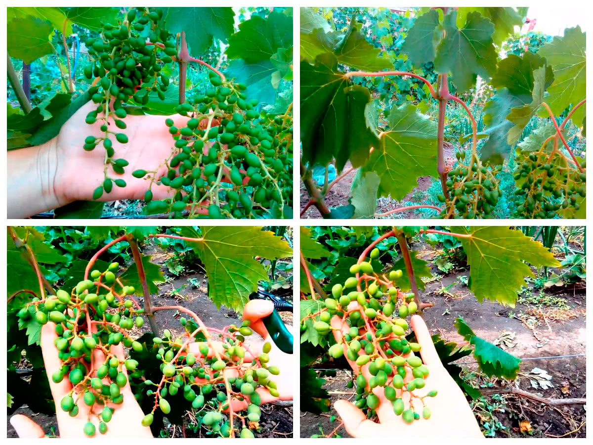 Нормировка винограда гроздьями