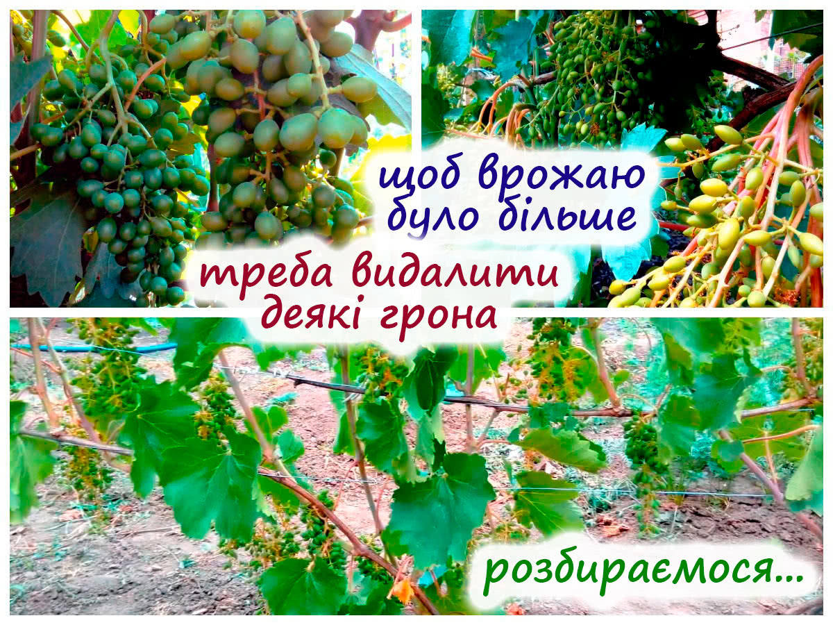 Нормування винограду гронами