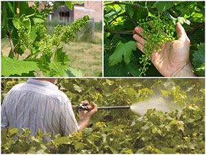 Обработка винограда от болезней